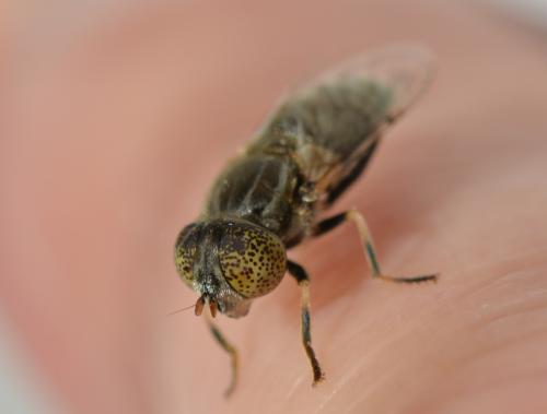 Réf. 318 964 : Eristalinus aeneus